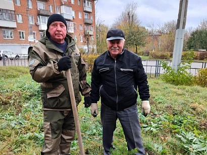 Аллея сосен на Косой Горе